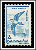 Pomarine Jaeger (Stercorarius pomarinus)