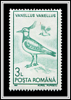 Northern Lapwing (Vanellus vanellus)