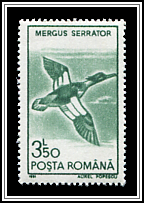 Red-breasted Merganser (Mergus serrator)