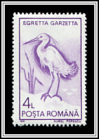 Little Egret (Egretta garzetta)