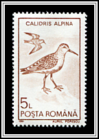 Dunlin (Calidris alpina)
