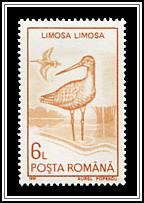Black-tailed Godwit (Limosa limosa)