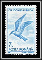 Whiskered Tern (Chlidonias hybrida)