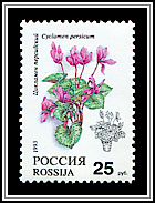 Ciclamen Persicum