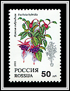 Fuchsia Hybrida