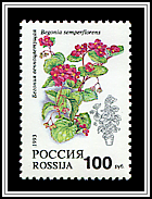 Begonia Semperflorens