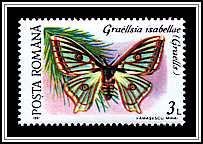 Spanish Moon Moth (Graellsia isabellae)