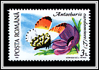 Orange Tip (Anthocharis cardamines)