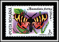Hebe Tiger Moth (Ammobiota festiva)