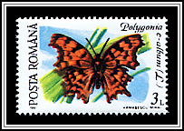 Comma (Polygonia c-album)