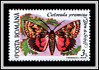 Light Crimson Underwing (Catocala promisa)
