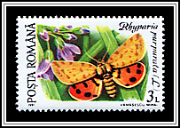 Purple Tiger (Rhyparia purpurata)