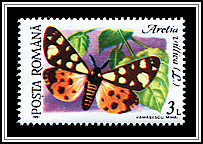 Cream-spot Tiger (Arctia villica)