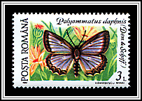 Meleager's Blue (Polyommatus daphnis)