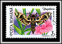 Oleander Hawk-moth (Daphnis nerii)