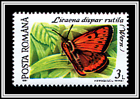 Large Copper (Licaena dispar rutila)