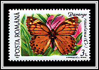 Lattice Brown (Pararge roxelana)