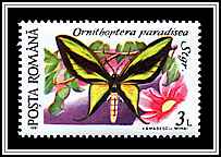 Paradise Birdwing (Ornithoptera paradisea)