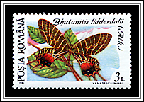 Bhutan Glory (Bhutanitis lidderdalii)