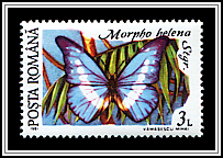 Helena Morpho (Morpho helena)