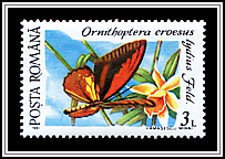 Golden Birdwing (Ornithoptera croesus lydius)