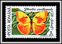 Red-splashed Sulphur (Phoebis avellaneda)