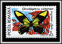 Queen Victoria's Birdwing (Ornithoptera victoriae reginae)