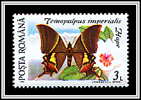 Kaiser-i-Hind (Teinopalpus imperialis)