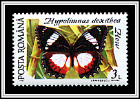 Madagascar Diadem (Hypolimnas dexithea)