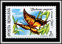 Yellow Gorgon (Dabasa payeni evan)