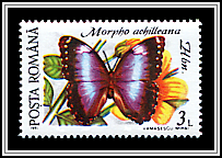 Helenor Blue Morpho (Morpho achilleana)