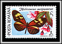 Postman (Heliconius melpomene)