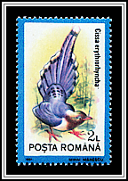 Red-billed Blue Magpie (Urocissa erythroryncha)