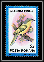 Grey-headed Bushshrike (Malaconotus blanchoti)