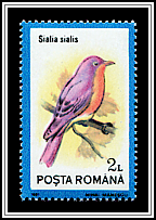 Eastern Bluebird (Sialia sialis)