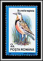 Western Meadowlark (Sturnella neglecta)