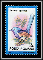 Superb Fairywren (Malurus cyaneus)