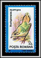 Scaly Ground-roller (Brachypteracias squamiger)