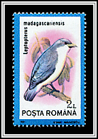 Blue Vanga (Cyanolanius madagascarinus)