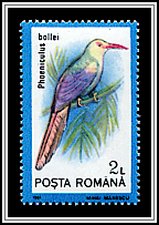 White-headed Wood Hoopoe (Phoeniculus bollei)
