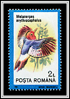Red-headed Woodpecker (Melanerpes erythrocephalus)