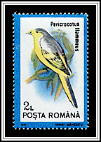 Orange Minivet (Pericrocotus flammeus)
