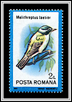 Black-chinned Honeyeater (Melithreptus laetior)