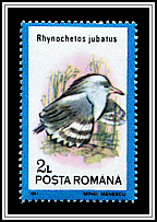 Kagu (Rhynochetos jubatus)