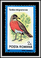 American Robin (Turdus migratorius)