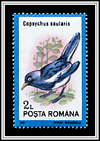 Oriental Magpie Robin (Copsychus saularis)
