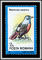 Common Rock Thrush (Monticola saxatilis)