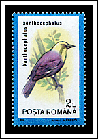 Yellow-headed Blackbird (Xanthocephalus xanthocephalus)