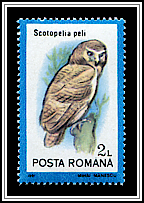 Pel's Fishing Owl (Scotopelia peli)