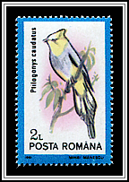 Long-tailed Silky Flycatcher (Ptilogonys caudatus)